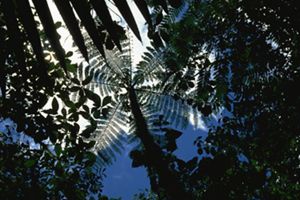 Vista hacia el cielo a través de palmeras y otros árboles, en el parque nacional Braulio Carrillo de Costa Rica. 