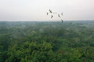 A group of green parrots flying over the rainforest, against a cloudy sky. 