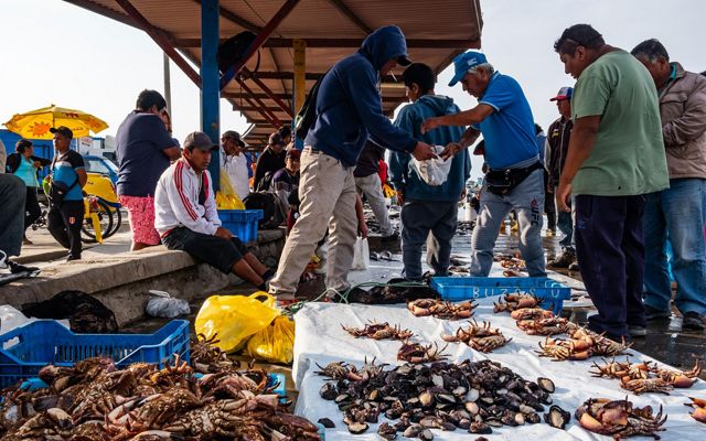 están trabajando con el Programa de Océanos de TNC en Perú para manejar su pesquería de forma más sostenible. 