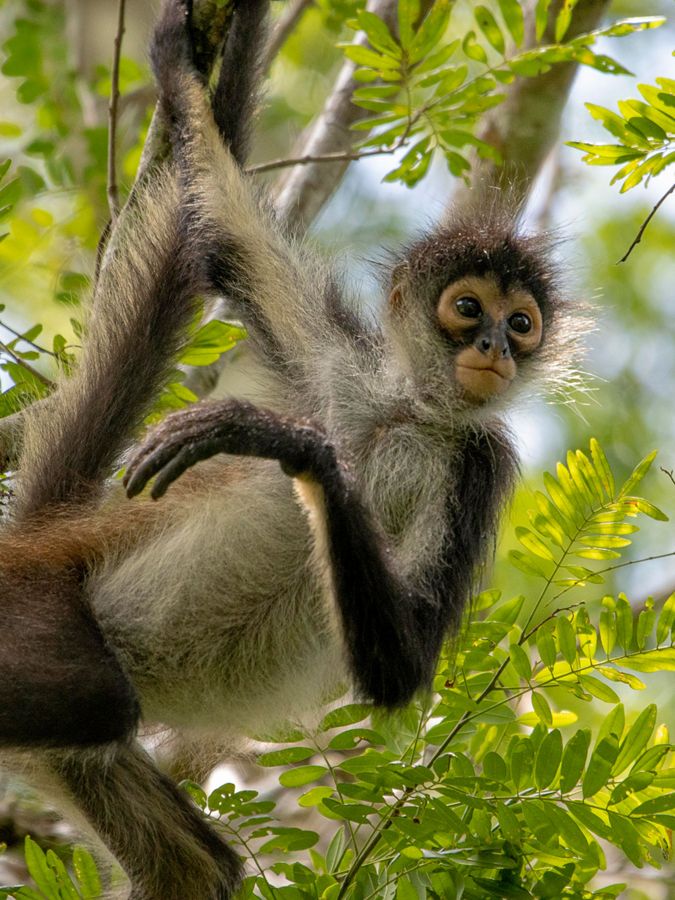 Monkey hanging from a tree branch in Belize rainforest.