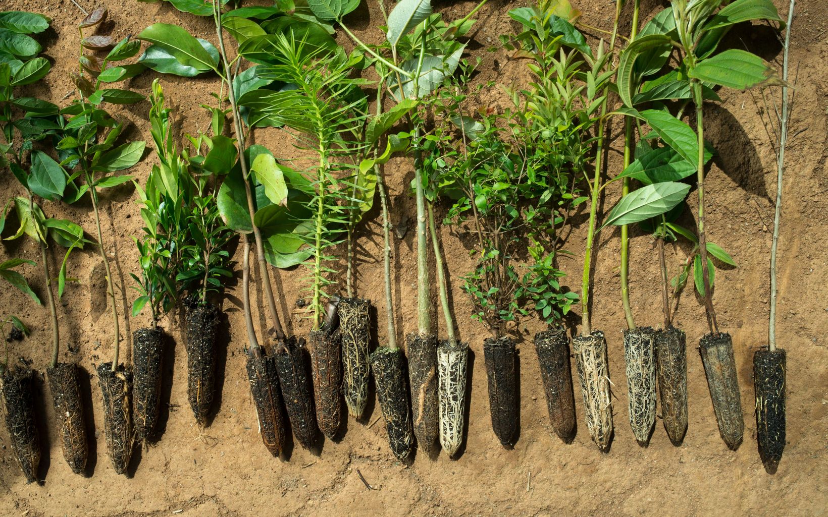 Estos árboles se preparan para ser plantados en el área de Mantiqueria del Bosque Atlántico de Brasil. Programa de lucha contra el cambio climático de TNC.
