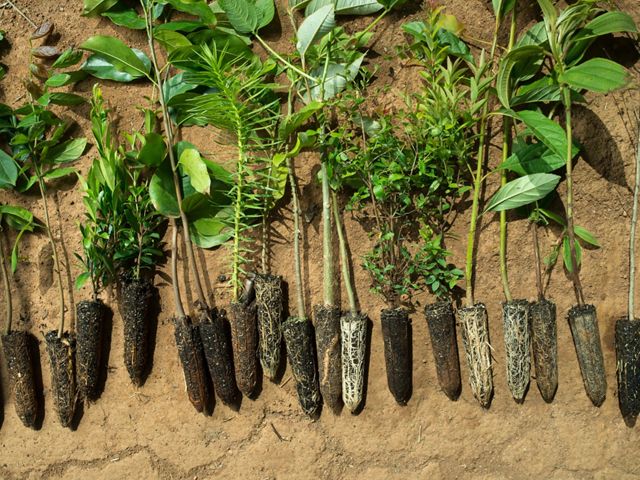 a collection of tree seedlings laid out on the ground