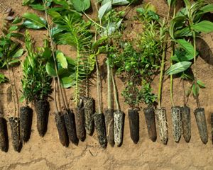 These trees are prepared to be planted in the Mantiqueria area of the Atlantic Forest of Brazil as part of TNC's climate change program.