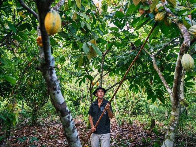 trabaja en su finca de São Félix do Xingu, Brasil. El cacao es un cultivo forestal sostenible originario de la Amazonía y el principal ingrediente del chocolate.