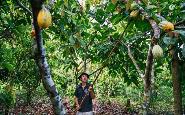 trabaja en su finca de São Félix do Xingu, Brasil. El cacao es un cultivo forestal sostenible originario de la Amazonía y el principal ingrediente del chocolate. 