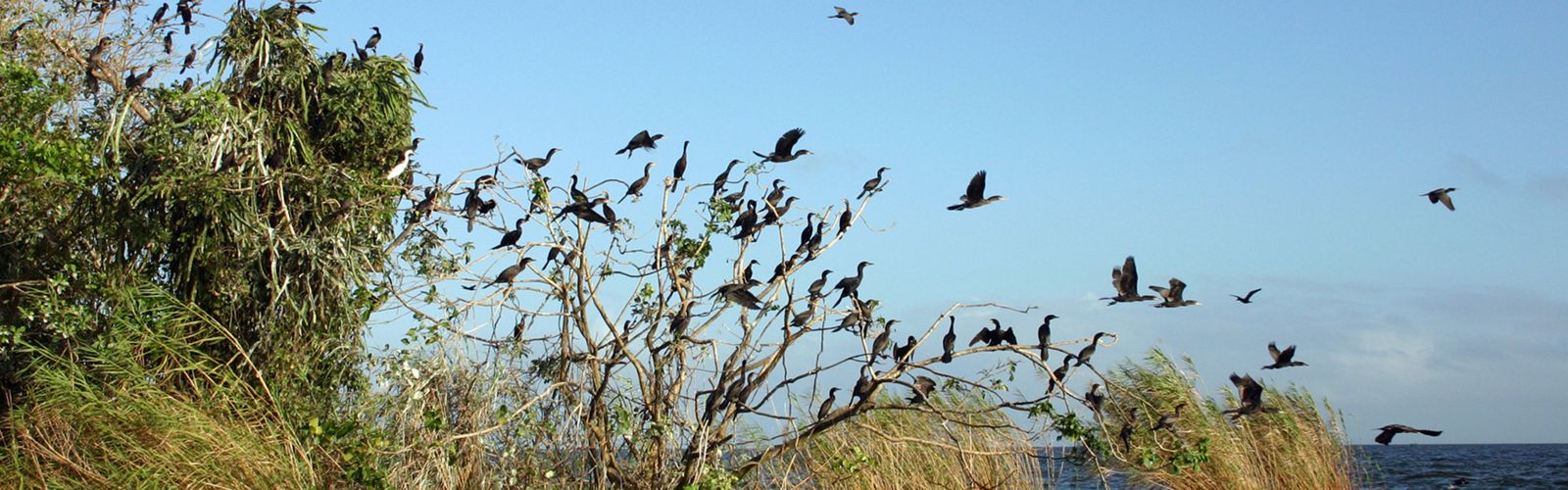 Las aves  se agrupan entre las ramas de los árboles en el lago de Nicaragua en el archipiélago de la isla de Solentiname en Nicaragua
