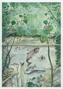 A colored illustration of multiple species of fish in the water and foliage all around.