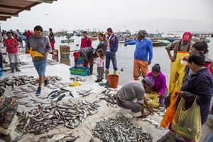 Pescadores movilizan pescados en el puerto, frente a sus embarcaciones