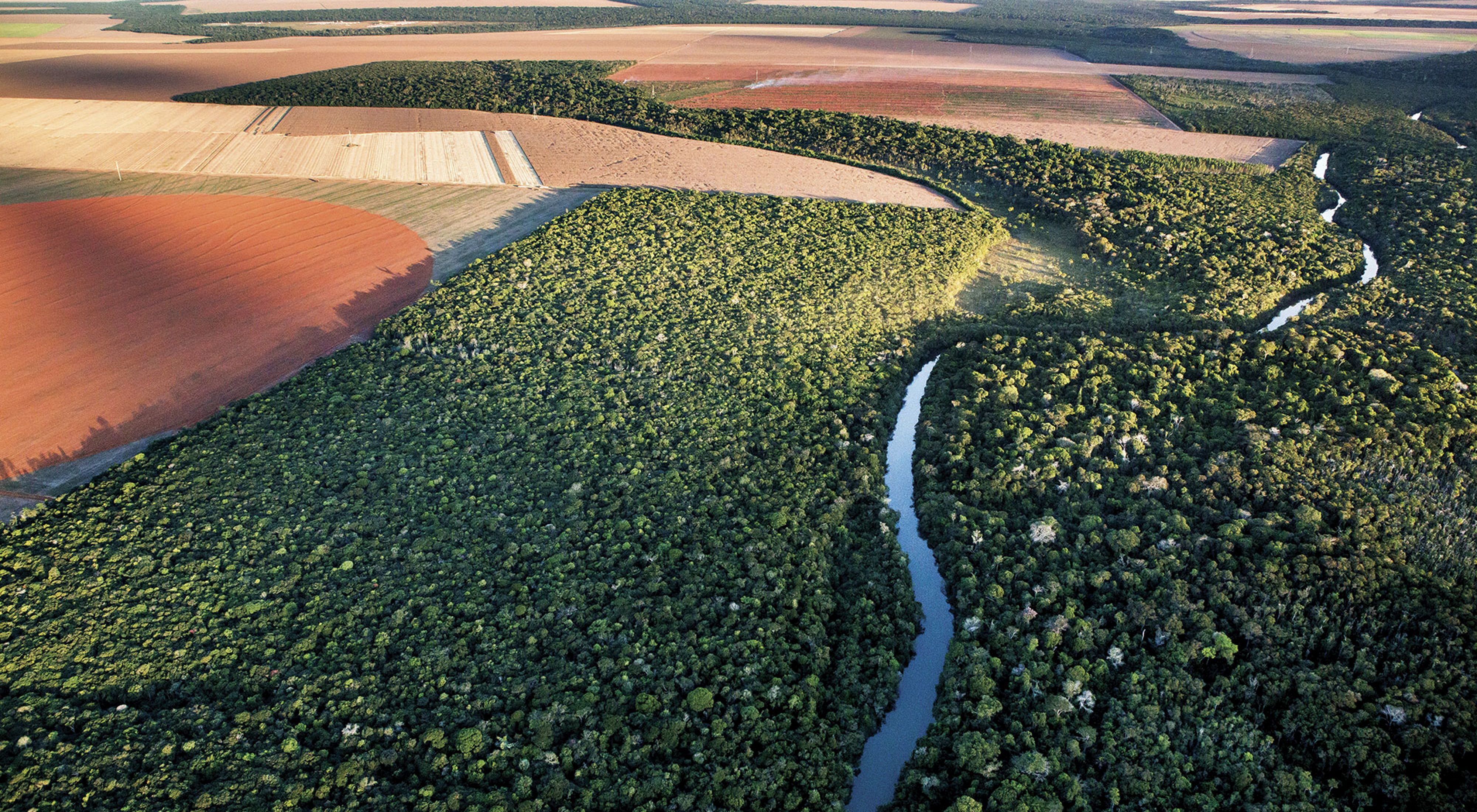 Rodeado de campos de soja, el bosque nativo de Mato Grosso sobrevive gracias a herramientas como Agroideal que están ayudando a llevar la producción de alimentos en Brasil 