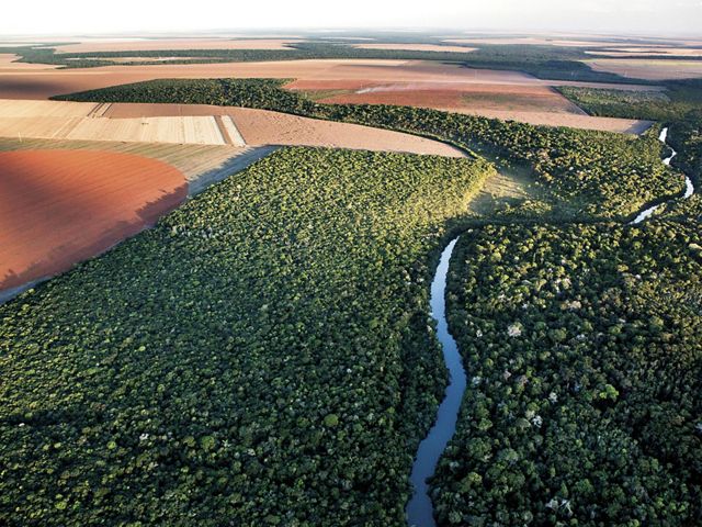 Rodeado de campos de soja, el bosque nativo de Mato Grosso sobrevive gracias a herramientas como Agroideal que están ayudando a llevar la producción de alimentos en Brasil 