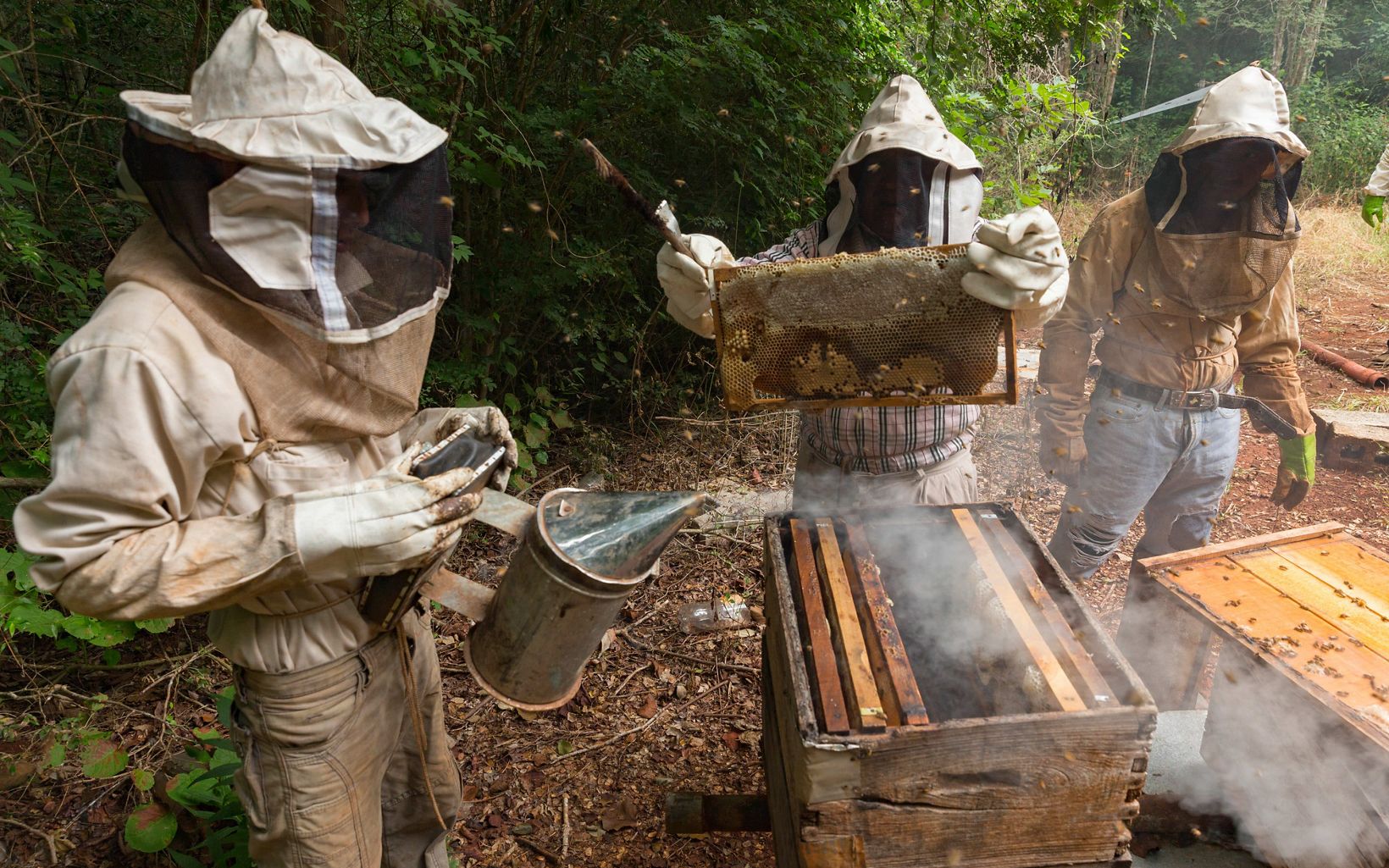 Apicultura  Las abejas proveen miel para la comunidad y también para ayudar a polinizar los campos agrícolas.  © Erich Schlegel