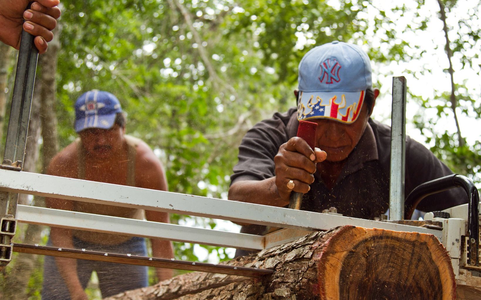Portátil para cortar tablas de madera de los árboles que cosechan