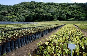 Vivero de especies nativas de la Mata Atlántica en Brasil. 