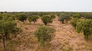 de silvopastoriles clásicos sobrepastoreados, con alto riesgo de degradación.
