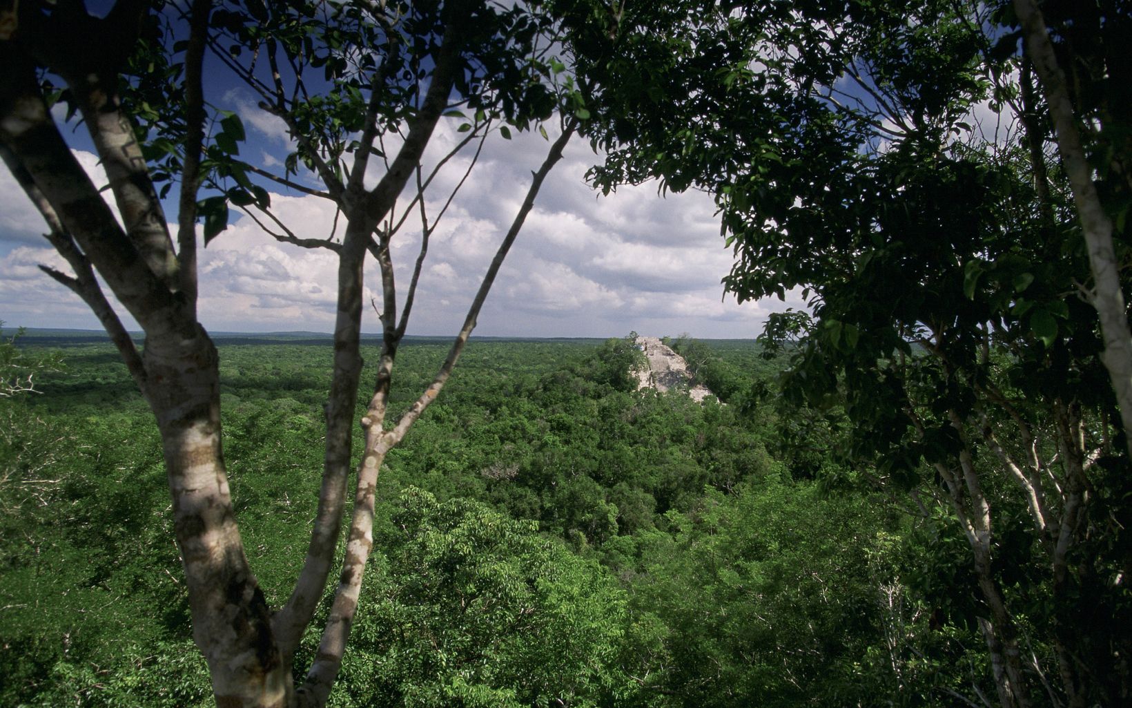 Selva Maya El denso bosque tropical de tierras bajas rodea el antiguo sitio Maya, Calakmul, ubicado en la Reserva de la Biosfera Calakmul (Reserva de la Biosfera Calakmul). © Mark Godfrey/TNC