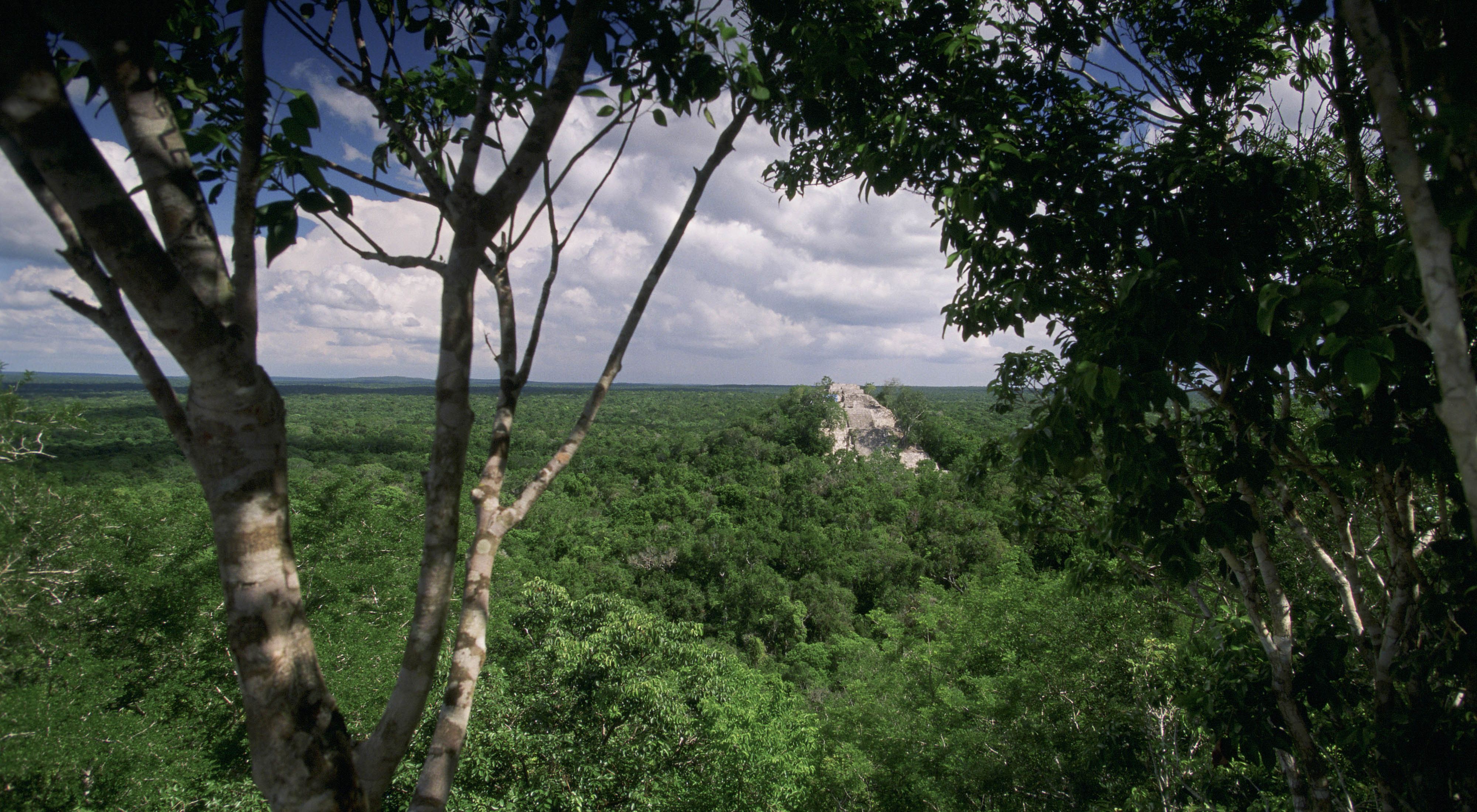 El denso bosque tropical de tierras bajas rodea el antiguo sitio Maya, Calakmul, ubicado en la Reserva de la Biosfera Calakmul (Reserva de la Biosfera Calakmul).