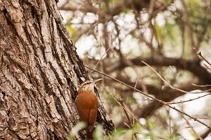 familia del hornero.