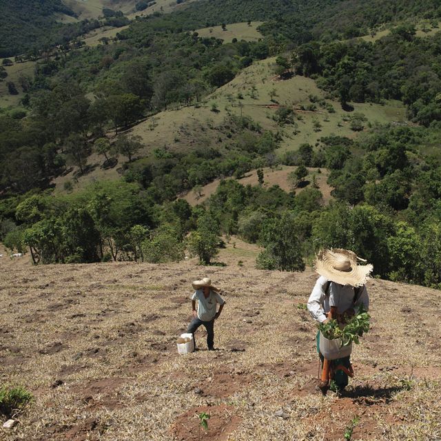 Vinicius Uchoa está ayudando a los esfuerzos de reforestación en la Sierra de Mantiqueira