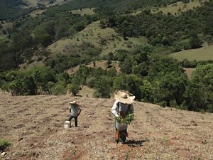 Vinicius Uchoa está ayudando a los esfuerzos de reforestación en la Sierra de Mantiqueira