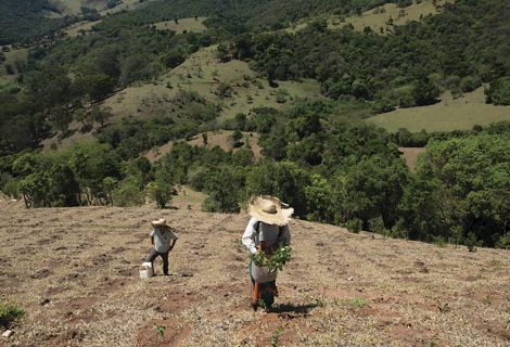 Vinicius Uchoa está ayudando a los esfuerzos de reforestación en la Sierra de Mantiqueira