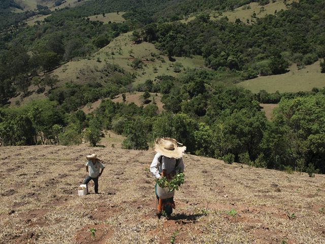 Vinicius Uchoa está ayudando a los esfuerzos de reforestación en la Sierra de Mantiqueira
