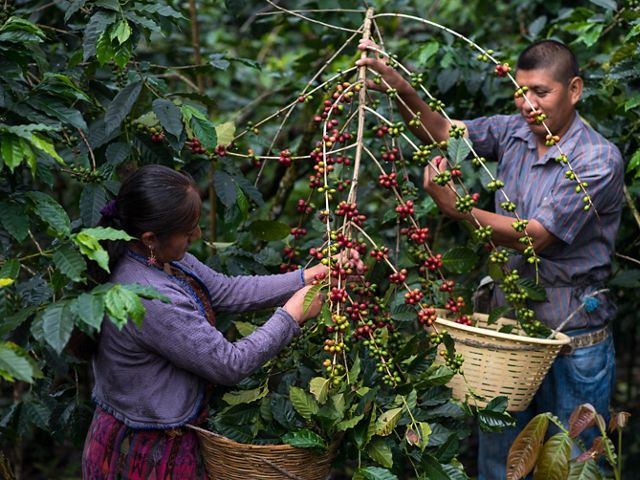 osechan granos de café maduros en La Igualdad, Guatemala.