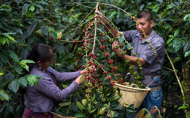 osechan granos de café maduros en La Igualdad, Guatemala. 
