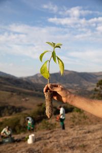 plantando una variedad de especies nativas en un área de reforestación en Extrema, Minas Gerais, Brasil. Agosto, 2018.