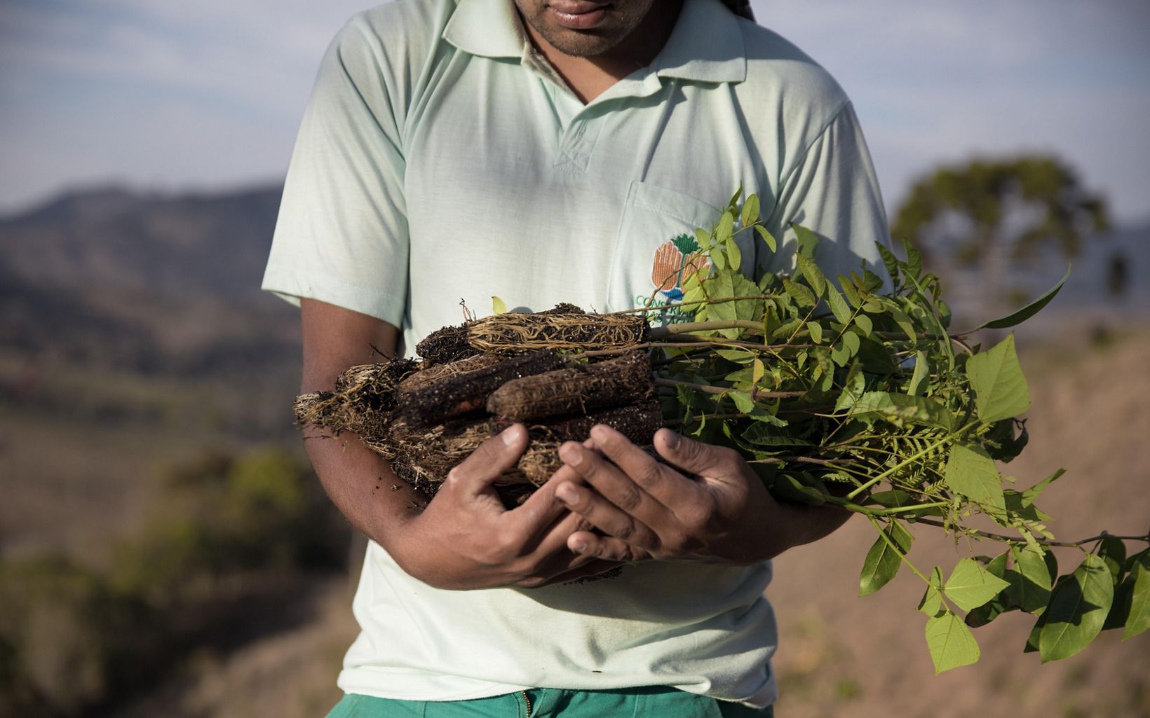 a person holding a bundle of seedlings