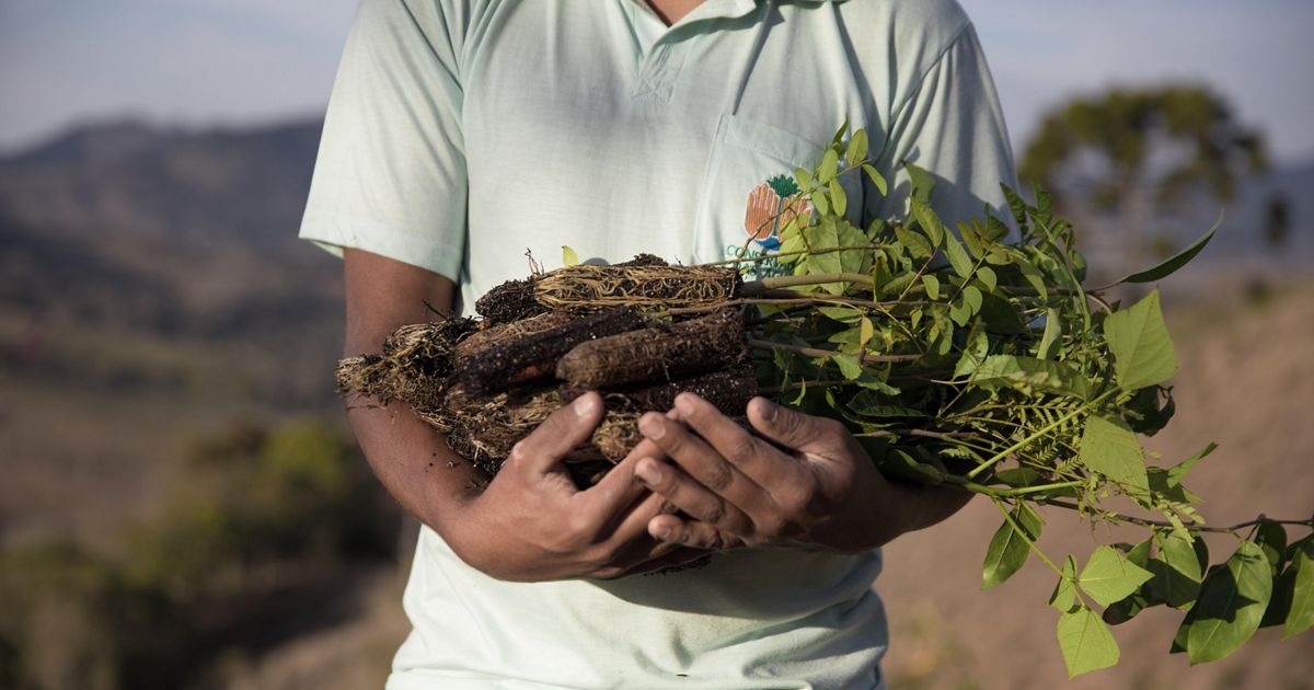 Rightsizing Reforestation