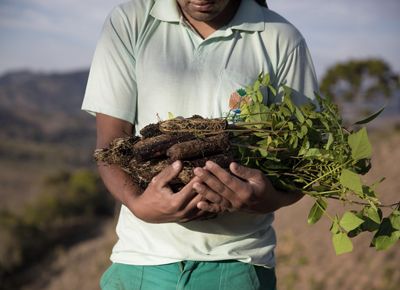 A person holds a pile of seedlings in their arms.