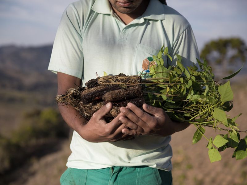 A man holds several tree seedlings in his arms.