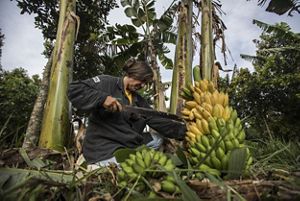 a woman kneels on the ground and uses a machete to cut a banana plant