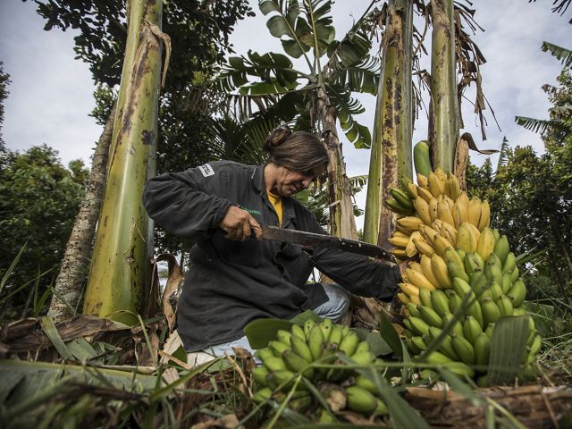 a woman kneels on the ground and uses a machete to cut a banana plant