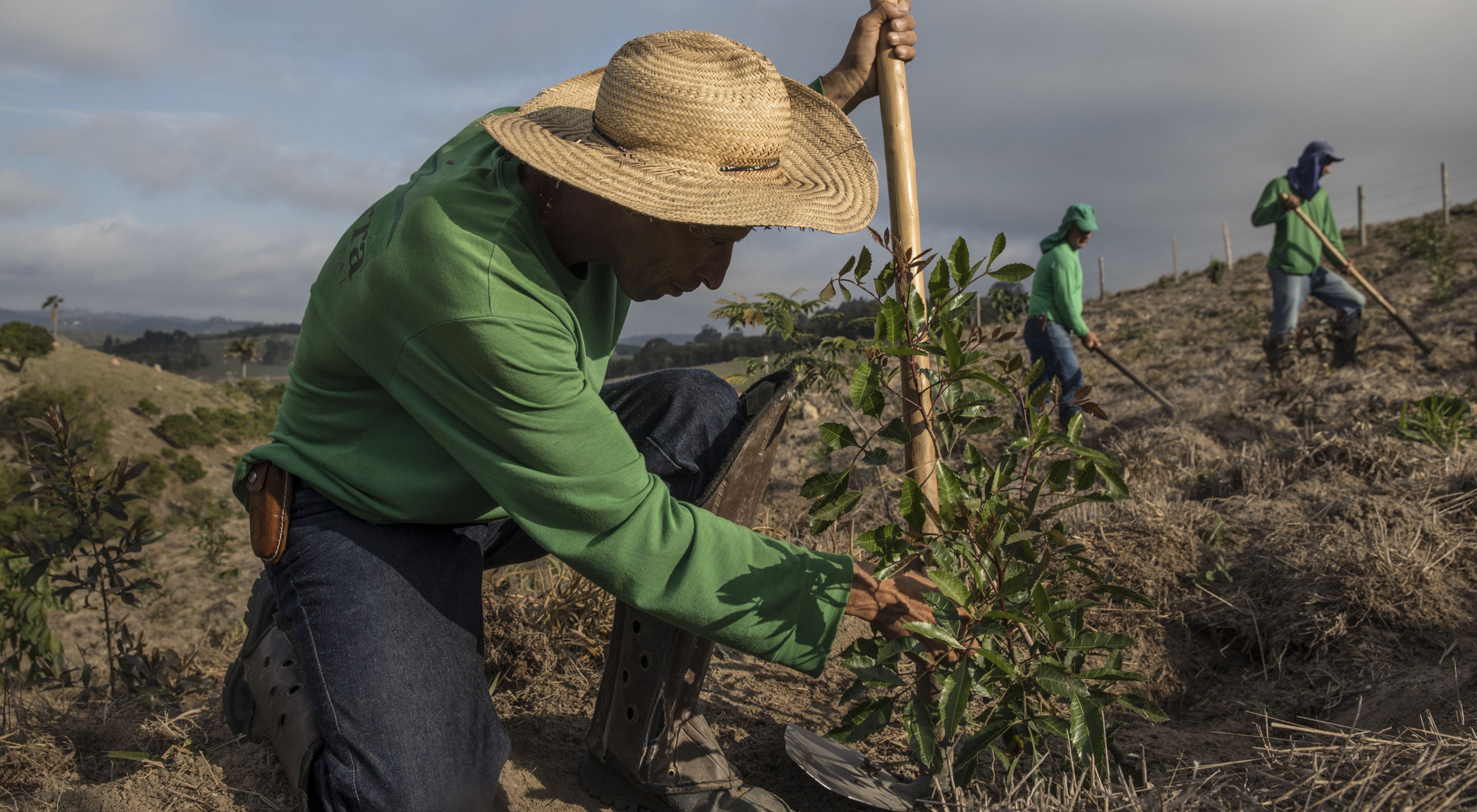 A man plants a tree seedling in the Mantiqueira region in Brazil