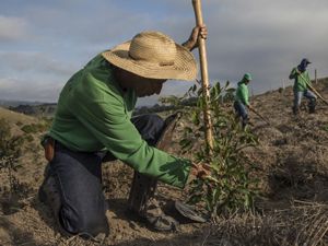 A man plants a tree seedling in the Mantiqueira region of Brazil