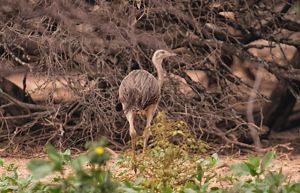 Ñandú, a bird who lives in the argentinean pampas. 