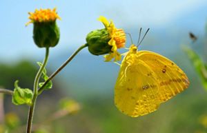 COP16: What's At Stake For The 2024 UN Biodiversity Conference