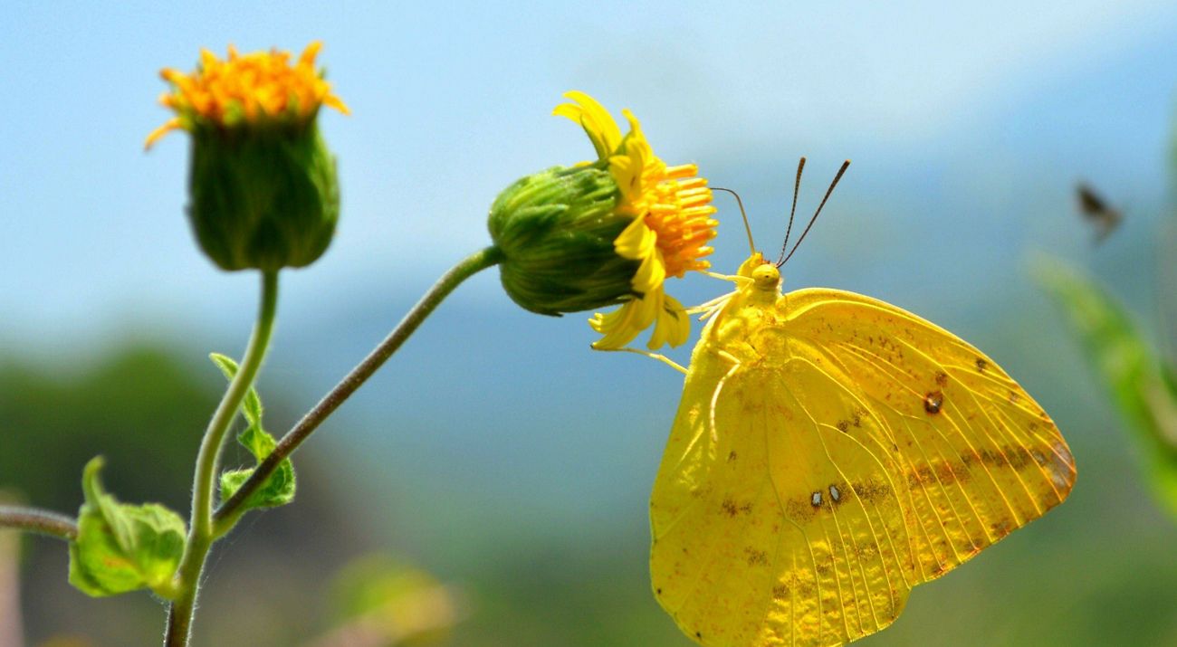 Colombia is just one of 17 'megadiverse' countries on Earth