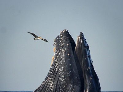 Humpback whale eating.
