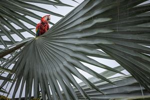 COP16: What's At Stake For The 2024 UN Biodiversity Conference