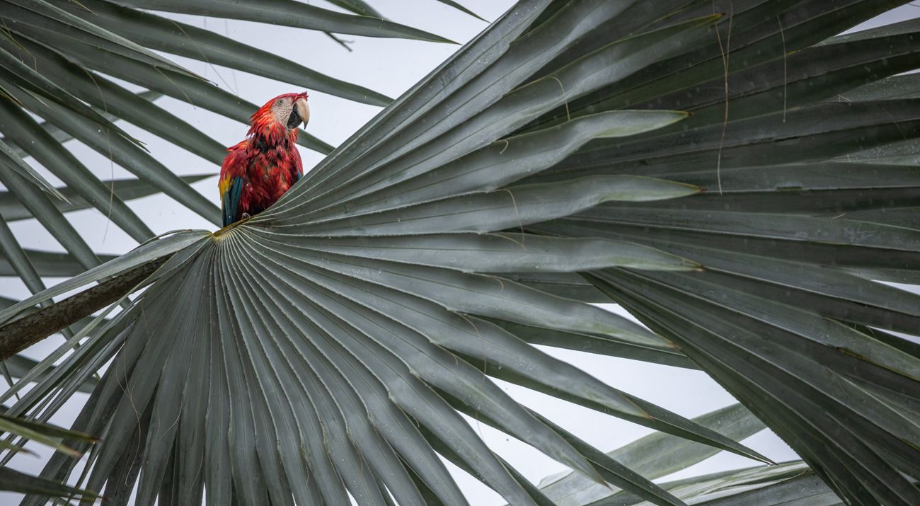guacamaya