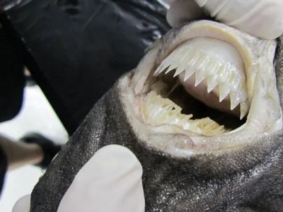 Dientes de un tollo cigarro