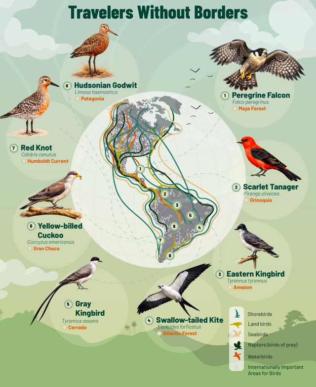 Infographic of migratory birds and mapping of their presence in the American continent.