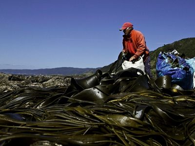 algas en la costa de la provincia chilena de Valdivia. La corriente de Humboldt, que fluye desde el extremo sur de Chile hasta el norte de Perú