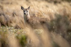 Venado cafe entre pajonales, Ecuador. 