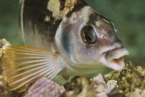 Underwater up-close view of a coastal fish of Chile.