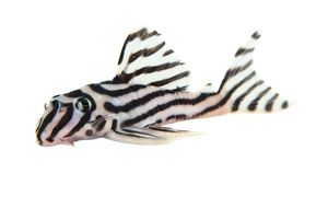 Um peixe listrado exibindo distintas faixas brancas e pretas nada em águas cristalinas.