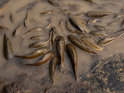 le permite sobrevivir fuera del agua durante casi 30 minutos.