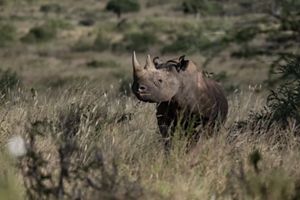 Rinoceronte reubicado en Loisaba descubre su nuevo entorno desde la maleza.